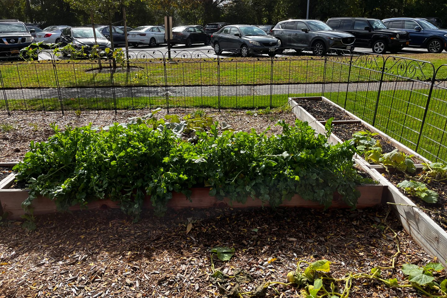 A view of the lush green vegetables growing in the ӰƬ University community garden beds.